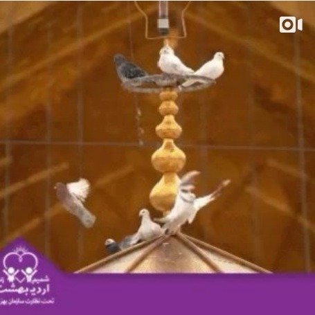 You are currently viewing پر گرفتن به هوای تو چه حالی دارد
